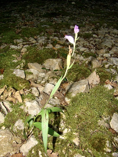 red helleborine